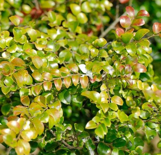 Diospyros vaccinioides - Mini-caqui, Caqui-uva, Small Persimmon, Pequeno Caqui