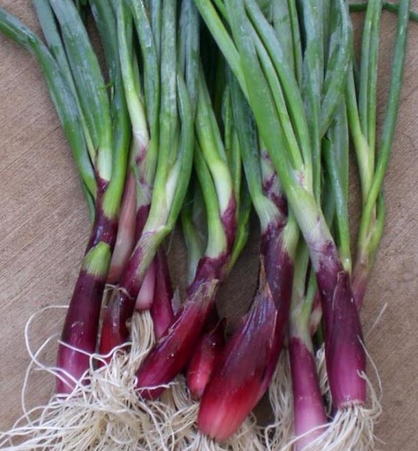 Allium Fistulosum Red Beard - Cebolinha Vermelha, Cebolinha Papai Noel, Cebolinha Red Beard