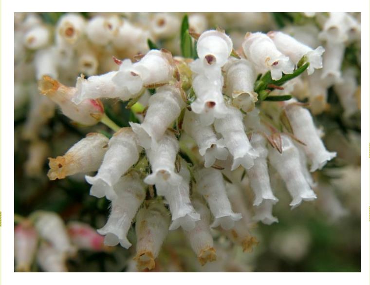 Erica caffra - Erica branca perfumada, Charnecas, Erica perfumada
