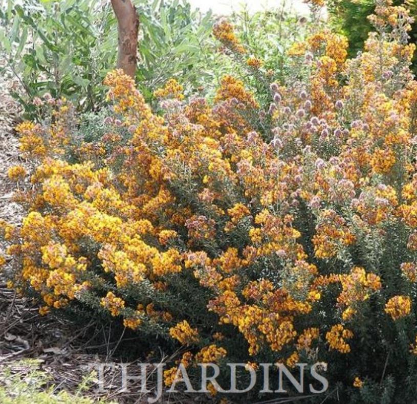 Oxylobium ellipticum - Alecrim Dourado, Golden Shaggy Pea