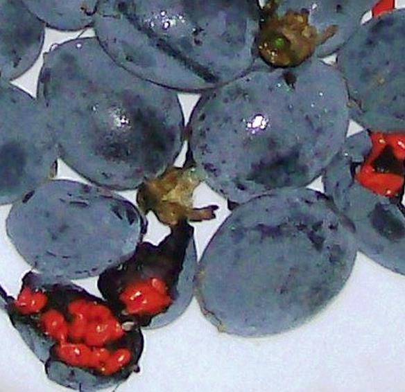 Passiflora morifolia - Maracujá doce azul, maracujá doce roxo