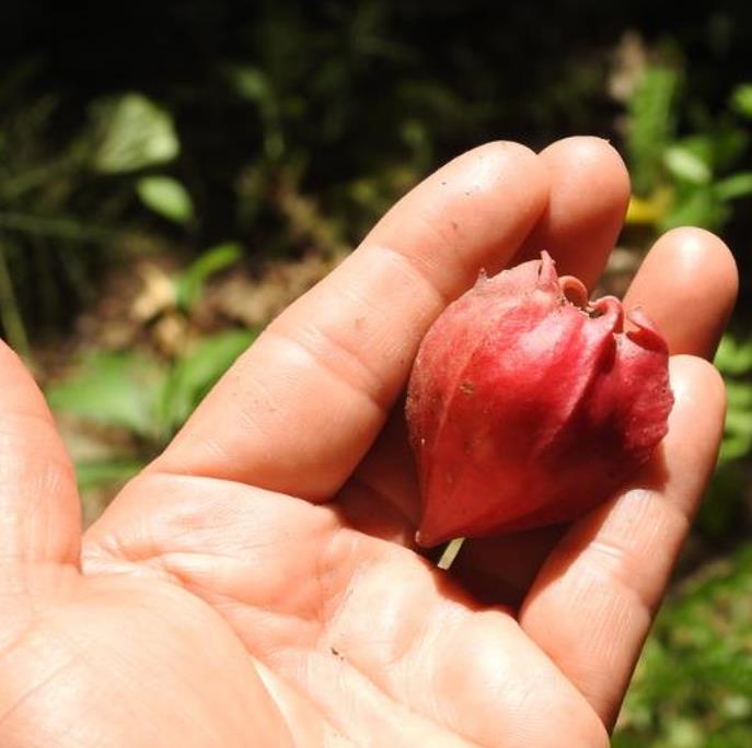 Jarilla chocola - Jarilla Chocolate, Mamão Chocolate, Jarilla