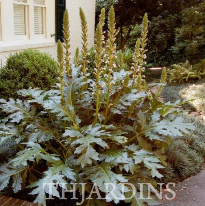 Acanthus mollis - Acanto, Acanto Manso, Erva-Gigante, Pé-de-Urso