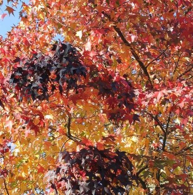 Liquidambar styraciflua - Liquidâmbar, Sweet-gum