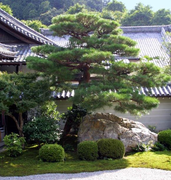 Pinus thunbergii - Pinheiro negro Japonês