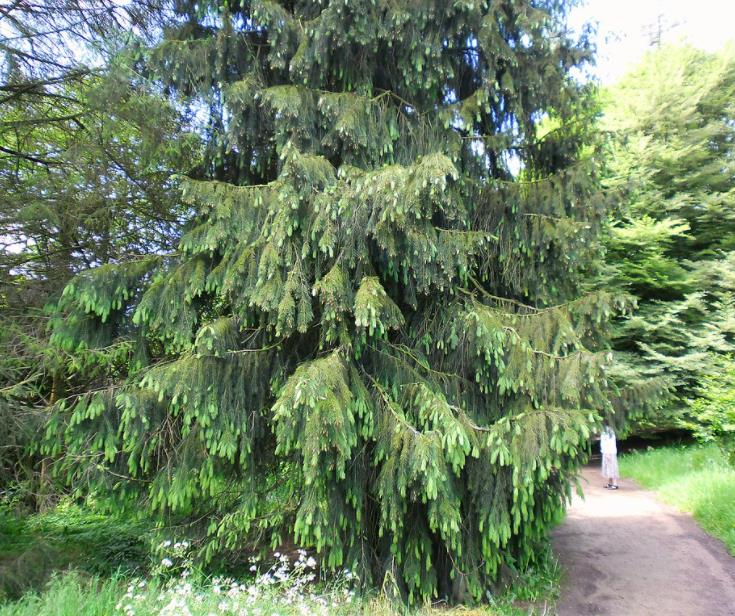 Picea smithiana - Pinheiro-picea morinda