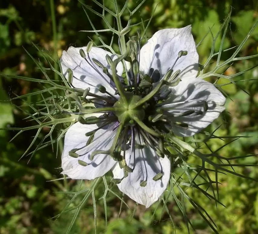 Nigella sativa (Certificação Orgânica) - Cominho Preto Verdadeiro, Cominho Negro, Black Cumin, Cominho Tempero, Alcaravi