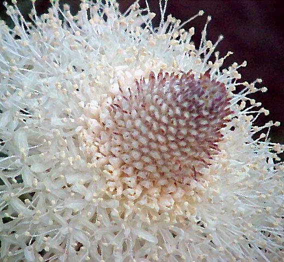 Xerophyllum tenax - Lírio relva, Relva aromática, Grama de urso