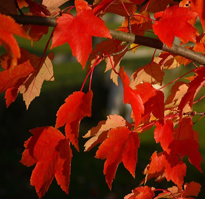 Acer rubrum - Bordo Vermelho, Maple Vermelho