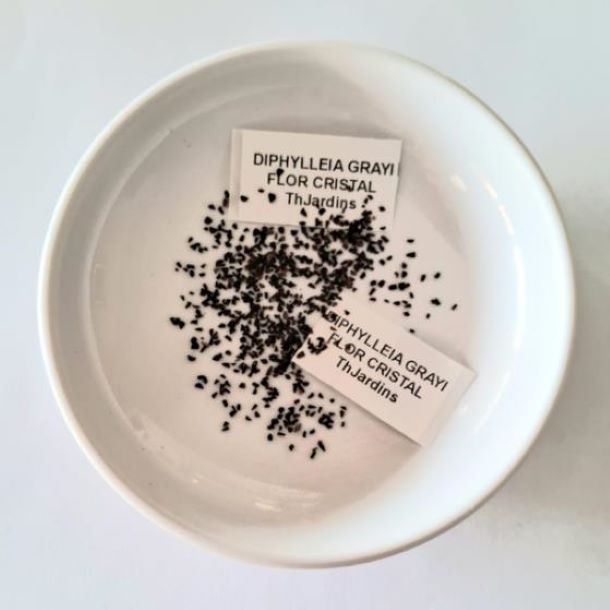 Diphylleia grayi - Flor cristal, Flor Mágica de Cristal, Flor Esqueleto, Flor Pétalas de Cristal, C