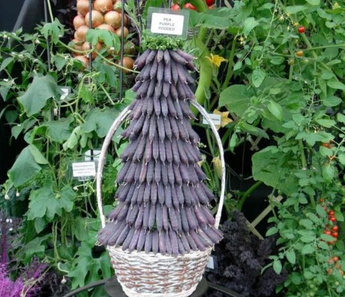 Pisum sativum Purple Podded - Ervilha, Ervilha Torta Roxa Azulada, Ervilha Torta, Ervilha Capucinjer