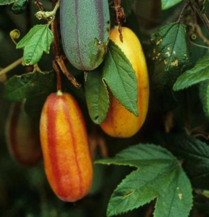 Passiflora Tripartita var. Azuayensis - Maracujá manga, maracujá, banana passionfruit, mango passionfruit