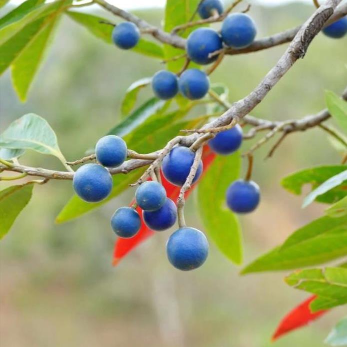 Elaeocarpus ganitrus - Azeitona Azul, Rudraksha, Contas de Mirtilo