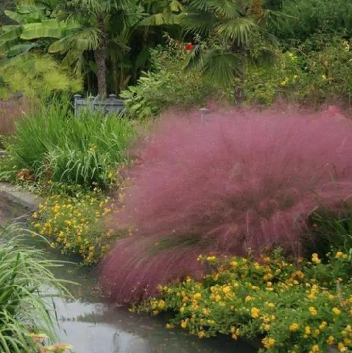 Muhlenbergia capillaris - Grama Rosa Ornamental, Grama Rosa, Muhlygrass, Mulhy Pink Grass, Sweetgrass