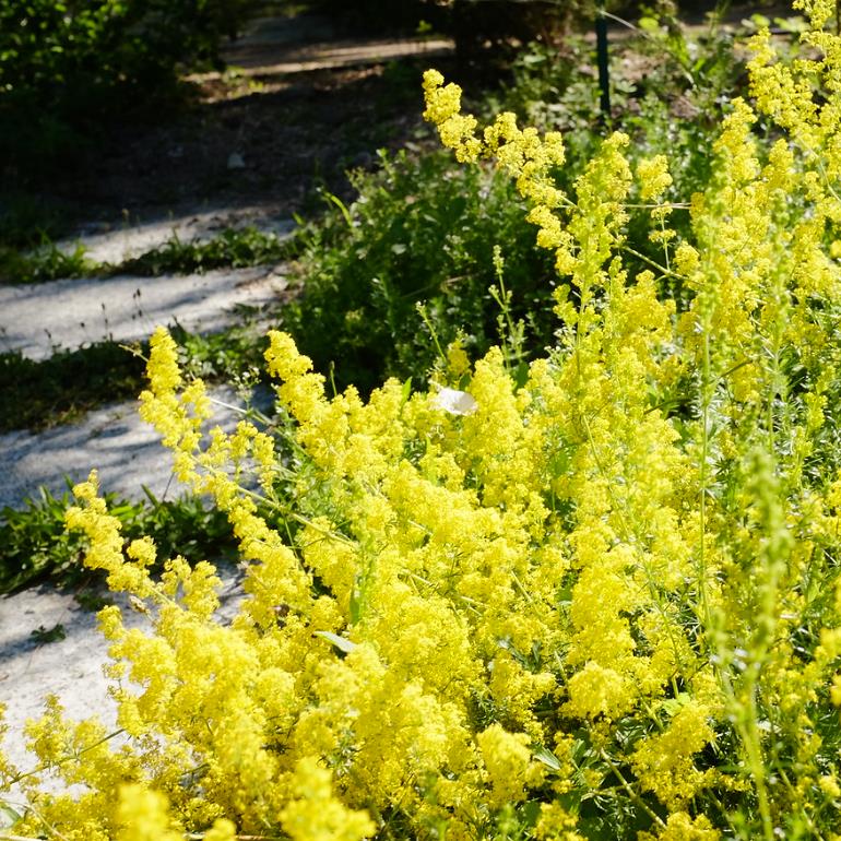 Galium verum subsp. Verum - Erva Coalheira, Erva do coalho, Coalho De Queijo, Gálio, Ladys Bedstraw