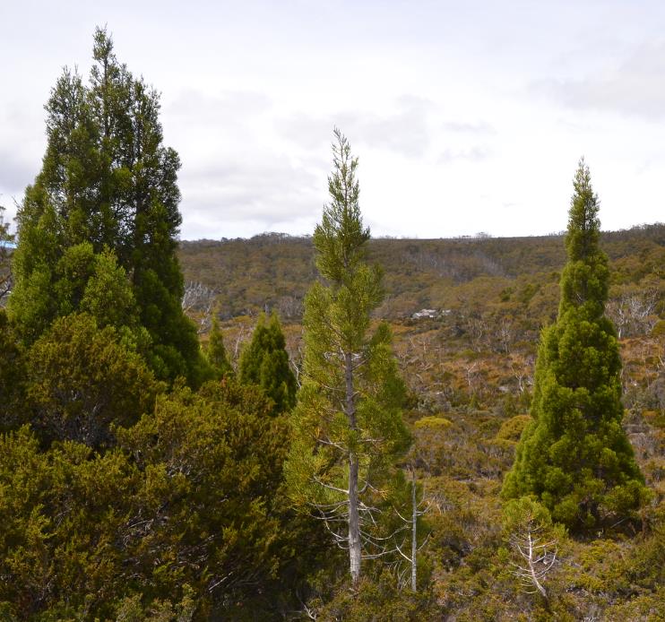 Athrotaxis cupressoides - Pinheiro Lápis, Pinho do lápis, Pencil Pine