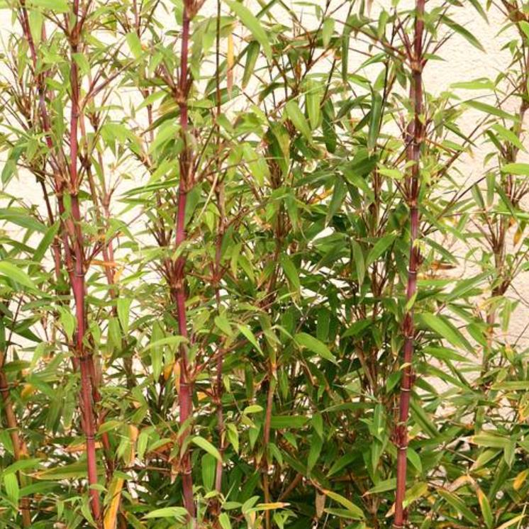 Borinda fungosa (Fargesia fungosa) - Bambu Chocolate