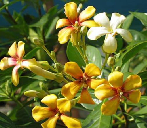 Hymenosporum flavum - Manacá Australiano, Plumeria Australiana Tricolor