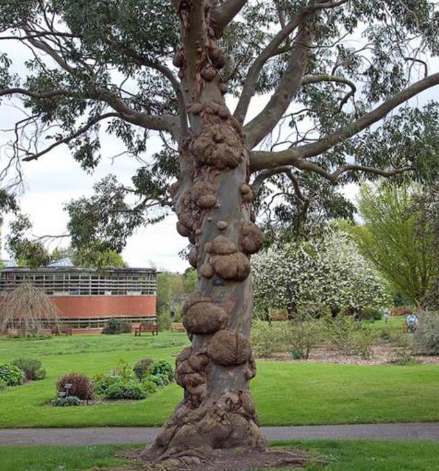 Corymbia gunnii - Eucalipto Goma de Cidra, Eucalipto Maple Syrup, Eucalipto Xarope de Bordo