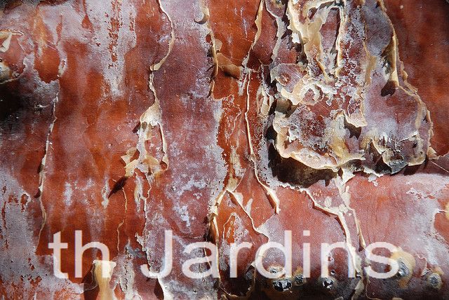 Adansonia rubrostipa - Baobá fony