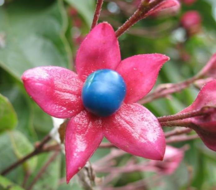 Clerodendrum trichotomum 'Fargesii' - Clerodendro Glorioso, Clerodendro Arlequim, Árvore Manteiga de Amendoim, Arlequi