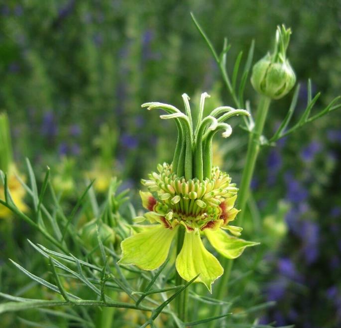 Nigella orientalis 'Transformer', Nigella transformer - Nigella Transformadora, Amor na Névoa, Yellow Love in a Mist, Fl