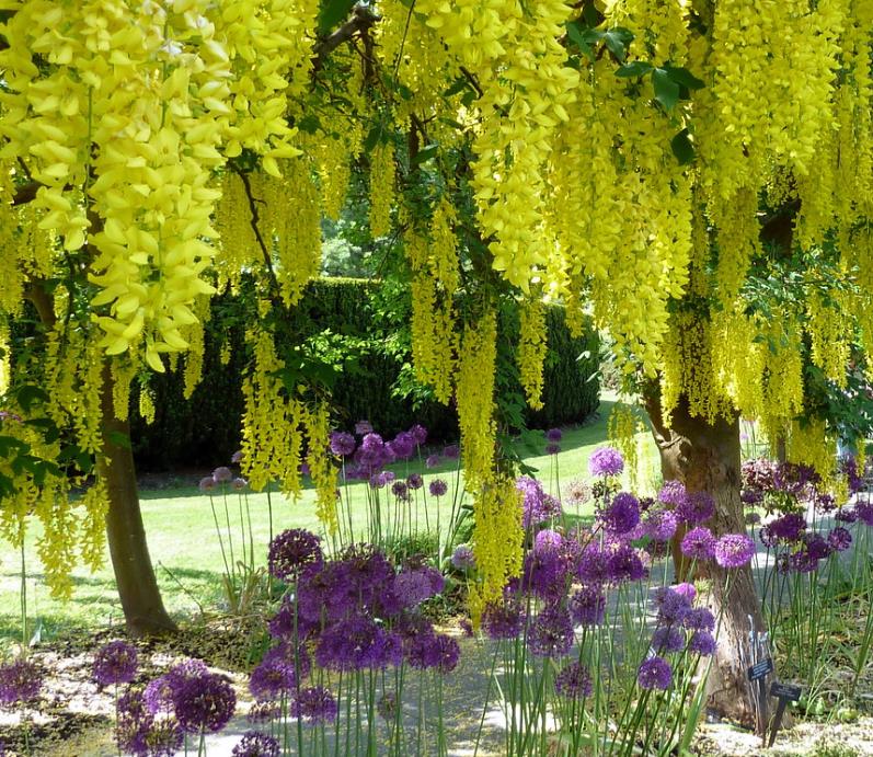 Laburnum watereri Vossii - Wisteria Dourada, Chuva Dourada, Wisteria de Ouro, Voss's Laburnum