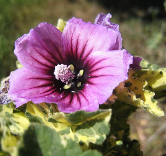 Lavatera arborea Variegata - Flor do Bispo, Lavaterra. Malva Real Arbórea, Lavatera Variegata