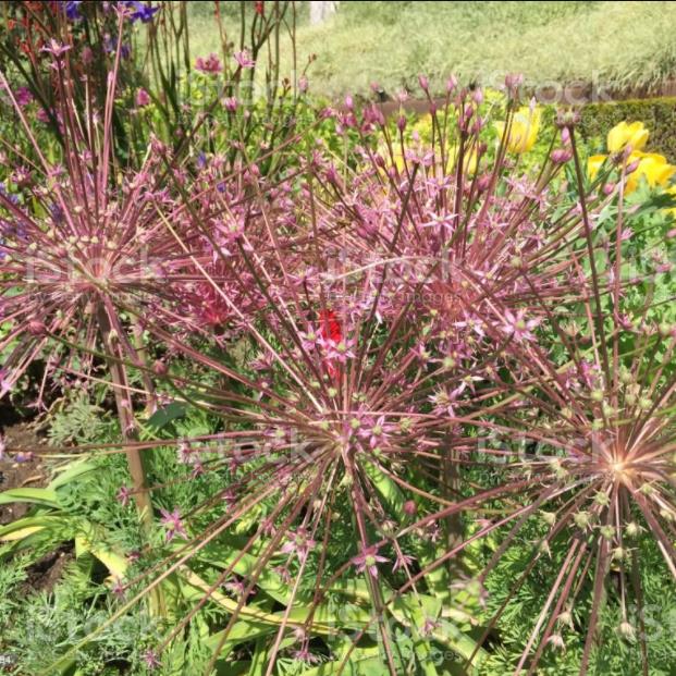 Allium schubertii - Cebola Ornamental Fogos de Artifício