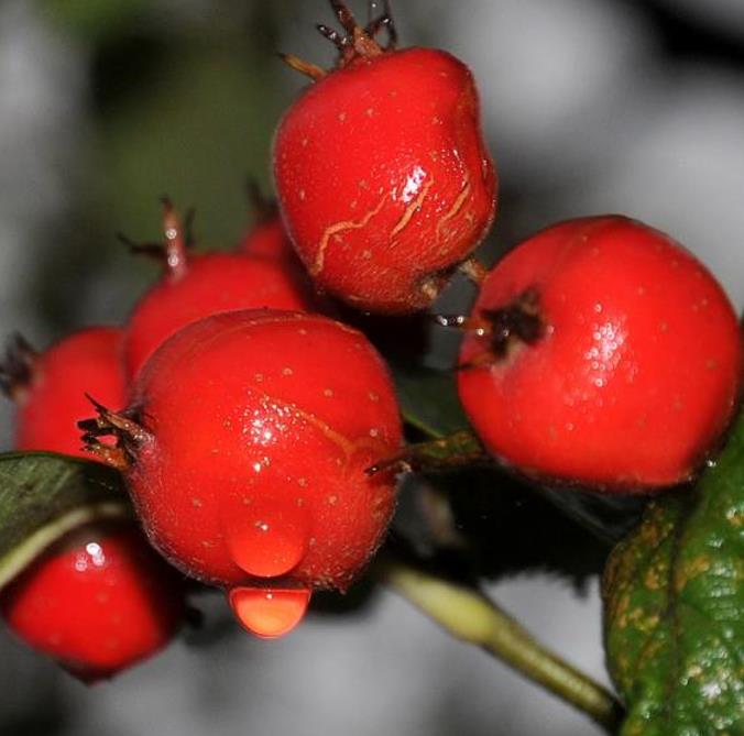 Crataegus azarolus - Planta do Coração, Espinheiro do Mediterrâneo, Azarole, Hawthorn Berry