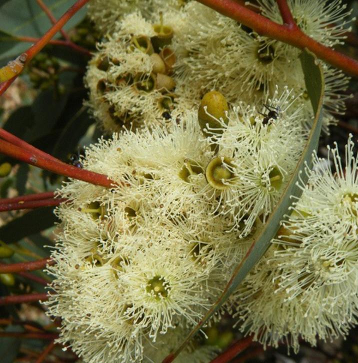Eucalyptus punctata - Eucalipto Goma Cinza, Goma Cinza Madeira de Ferro, Grey Irongum