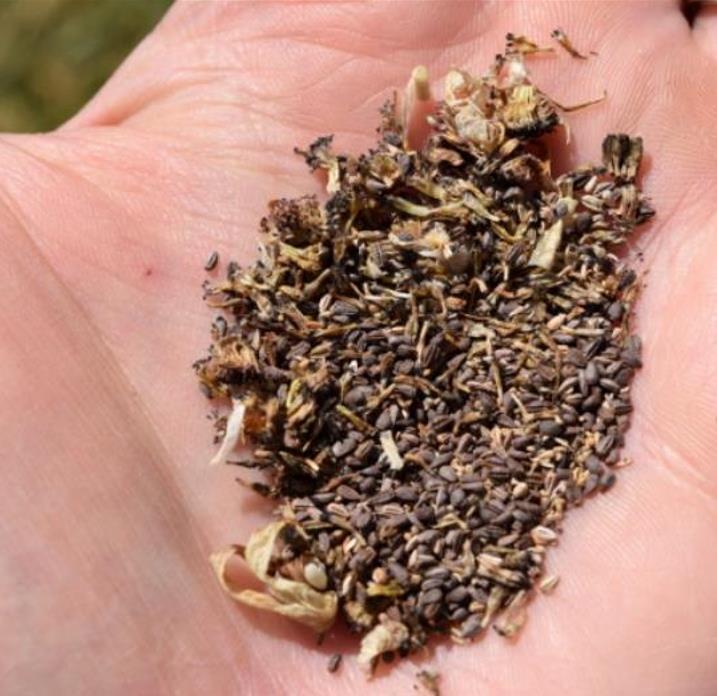 Arctotis fastuosa Alba Zulu Prince (Venidium fastuosum Alba) - Margarida Príncipe Zulu, Margarida Africana dos Olhos Neg