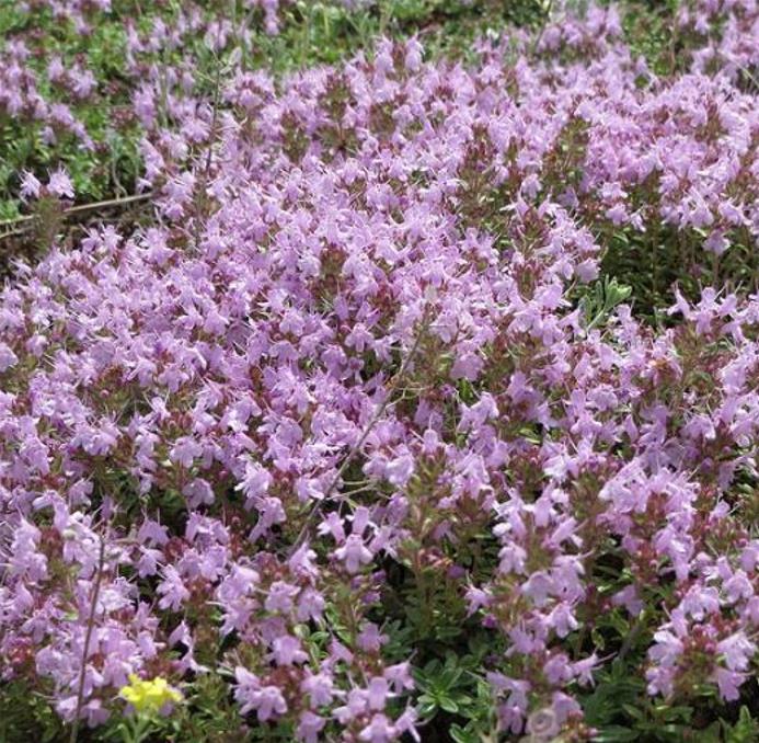 Thymus serpyllum -  Tomilho Selvagem, Grama Rosa Tomilho Aromática, Tomilho Rastejante, Tomilho Lim
