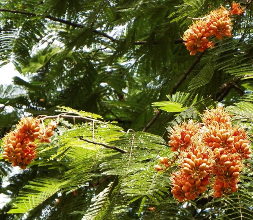 Colvillea racemosa - Árvore Gloriosa, Flor do Paraíso, Gloriosa de Madagascar
