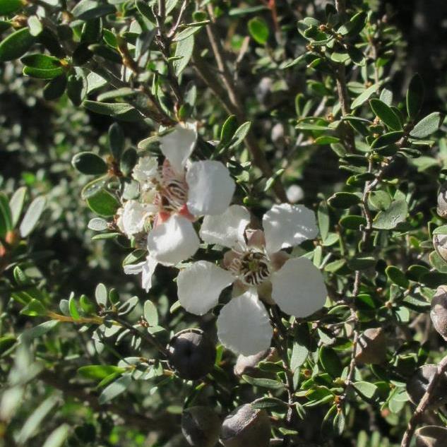 Leptospermum grandiflorum - Árvore de Chá das Flores Grandes, Árvore de Chá do Outono, Autumn Tea Tree