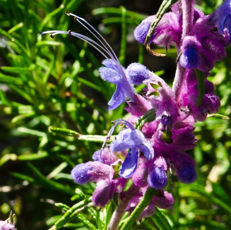 Trichostema lanatum - Alecrim da Califórnia, Alecrim Selvagem Americano, Woolly Blue-Curls