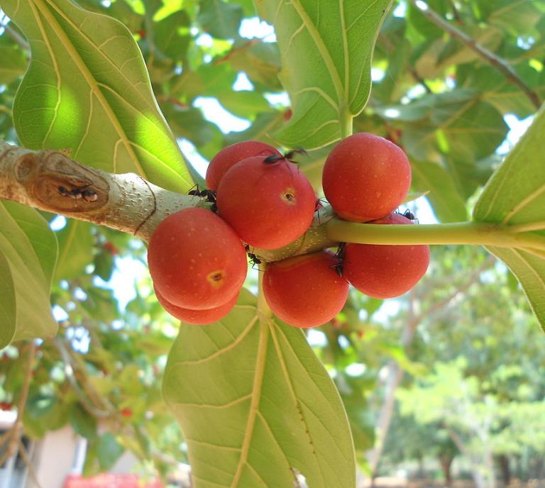 Ficus benghalensis - Figueira de Bengala, Árvore de Banyan