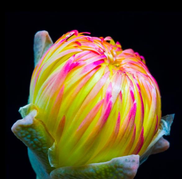 Cheiridopsis peculiaris - Pedras Vivas "Lithops", Planta Pedra, Cacto Pedra, Planta de Gelo