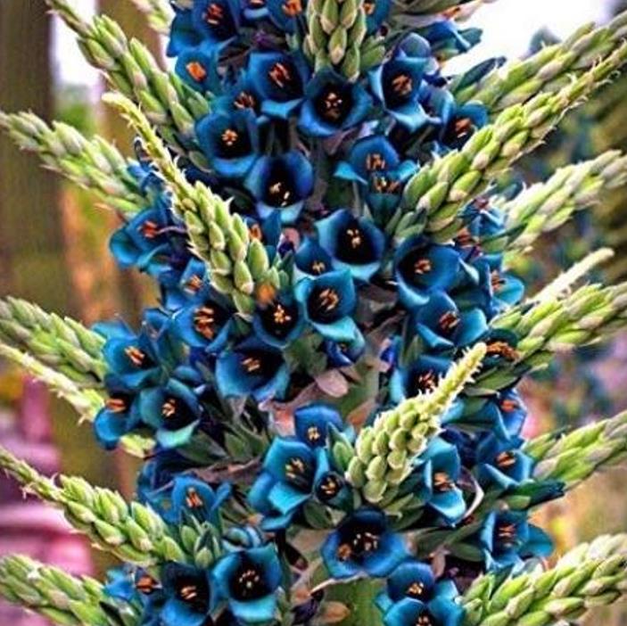 Puya alpestris - Bromélia Torre de Safira, Bromélia Flor Azul Pavão, Bromélia Alpestris