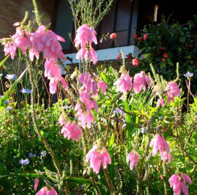 Erica bauera subsp. Bauera - Érica nupcial, Charneca nupcial, Érica Bauera, Urze