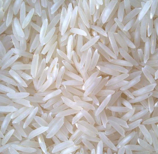 Oryza sativa Carolina gold - Arroz Carolina Gold, Arroz de ouro da Carolina, Sementes de ouro, Grãos de ouro