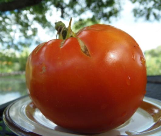 Solanum lycopersicon Tappys heritage (Certificação Orgânica) - Tomate Patrimônio de Tappy