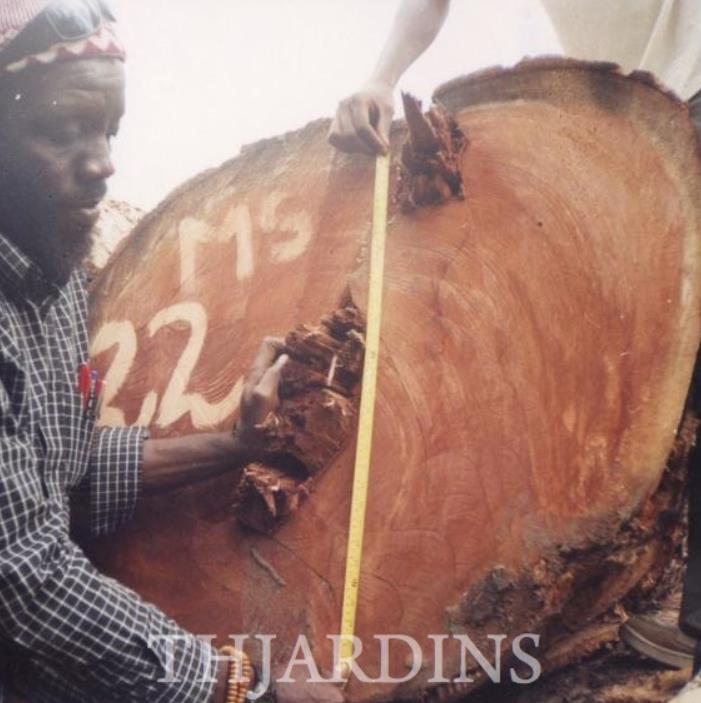 Afzelia quanzensis - Árvore da Sorte, Mogno da Sorte, Amuleto de Caça