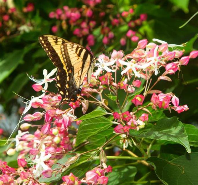 Clerodendrum trichotomum 'Fargesii' - Clerodendro Glorioso, Clerodendro Arlequim, Árvore Manteiga de Amendoim, Arlequi