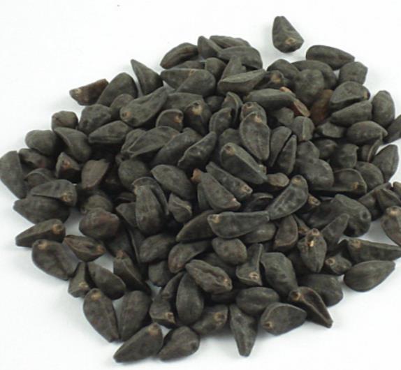 Ipomoea tricolor Pearly gates - Trepadeira Glória da manhã Portões de pérolas, Corda de viola, Campainha, Corrio