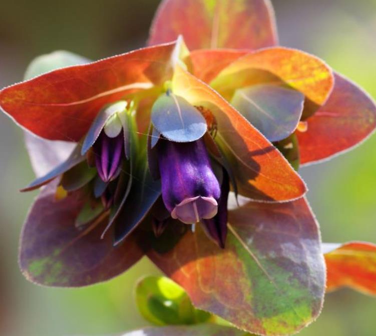 Cerinthe major 'Purpurascens' - Orgulho de Gibraltar, Blue Honeywort, Pride of Gibraltar, Flor de Cera Púrpura