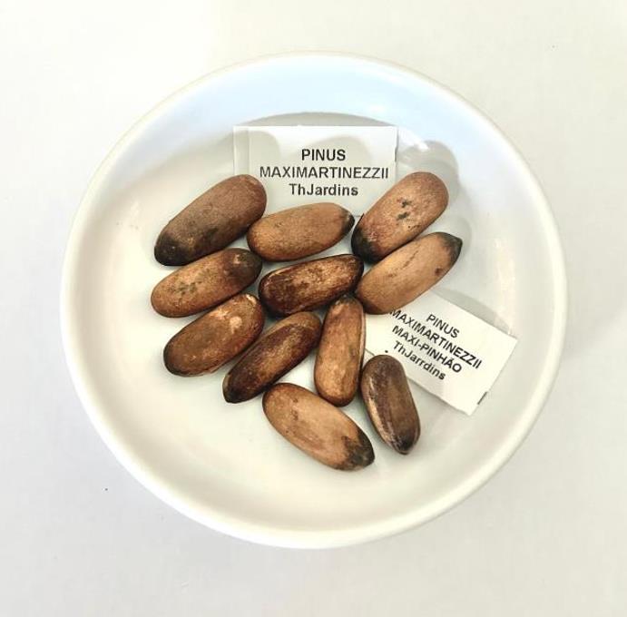 Pinus maximartinezii - Pinhão Martinez, Maxi-Pinhão, Pinhão Real, Pinheiro Zacatecas