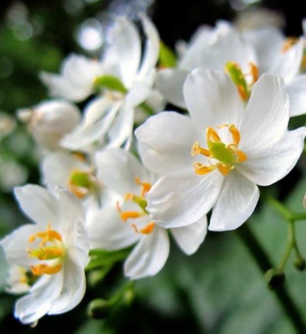 Diphylleia grayi - Flor cristal, Flor Mágica de Cristal, Flor Esqueleto, Flor Pétalas de Cristal, C