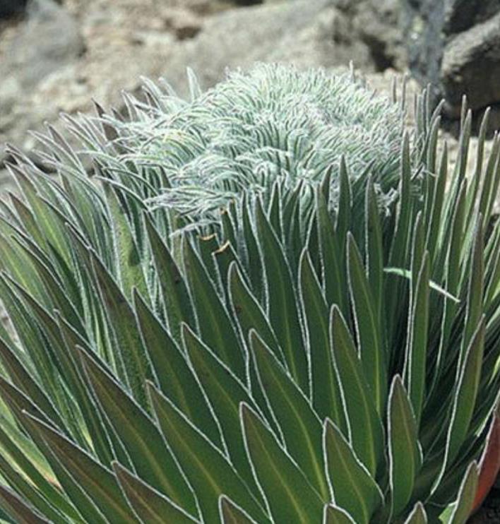 Lobelia telekii - Lobelia Gigante, Lobelia Primo Itt, Cousin Itt Lobelia