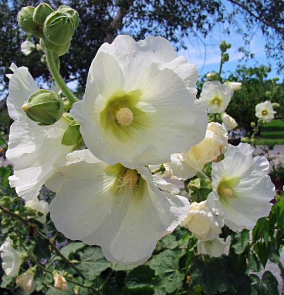 Alcea Rosea Snow Peaks - Malva Picos De Neve, Malva Branca Snow Peaks